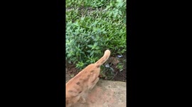 Tension between cats over mates in Purwosari, Padang Ratu
