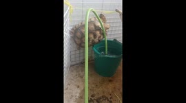 Tortoise falls into bucket while reaching water