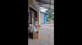Shopkeeper chases away turkey stealing food