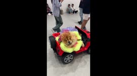 Pet chow chow dog rides electric toy car