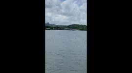 Stray dog swims over to tourists to collect food