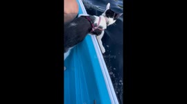 Pirate Kitty Enjoys Boat Waves