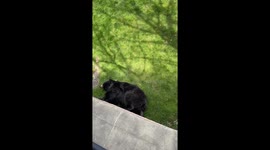 Bear Yawns and Stretches in Sleep