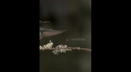 When Wings Collide