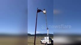 Osprey tangled in baling twine is rescued in Colorado