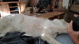 Pyrenees Dog Accidentally Rolls Off Sofa