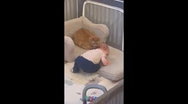 Cat Bathes Baby In Playpen
