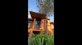 Scared Kitten Stuck On Roof Is Rescued