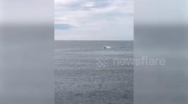 Incredible moment four orcas caught on camera off coast of Scotland
