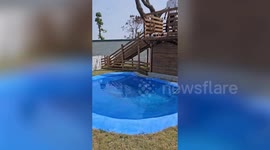 Adorable mini pigs take turns diving into swimming pool