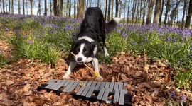Border Collie Plays Glockenspiel