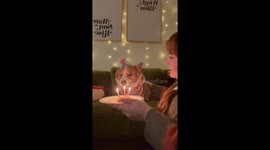 Corgi Doesn't Trust Candles on Birthday Treat