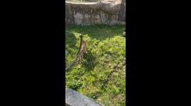 Goose Takes On Tiger And Wins