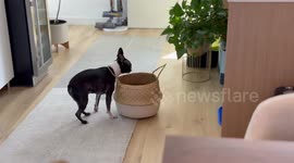 My Boston at Peak Derp