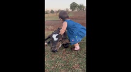 Cowgirl Cuddles With Cow Calf