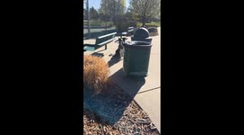 Border Collie Finds Tennis Ball Treasures In Garbage Can