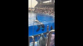 Cheeky whale drenches dozens of zoo visitors