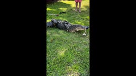 300-Pound Alligator Safely Captured in South Carolina Neighborhood