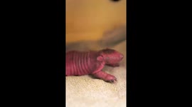 Awwww. Dallas Zoo Welcomes Six-Banded Armadillo Pup Named Jaco