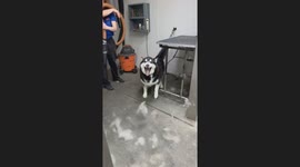Apollo the husky yells during blow dry at pet groomers