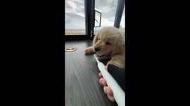 Golden Retriever Does Battle With Sonic Toothbrush