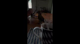 My Parrot Dunked His Cracker in My Tea