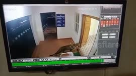 Policeman locks himself inside cell as leopard wanders into station