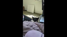 My cat is snoring while taking a nap