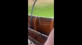 Monkey pirate raids tourist boat to steal their food