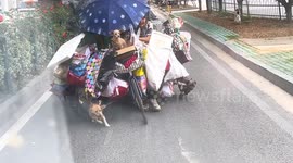 Pack of loyal dogs help elderly owner pull recycling car through streets