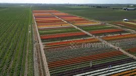 Canada: Blooming tulips paint Canada’s fields in spring colors
