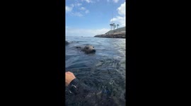 Magical moment when baby sea seal joins snorkelers at Catalina Island