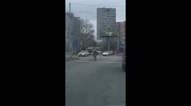 Horse jumps on car and breaks windshield in Khabarovsk