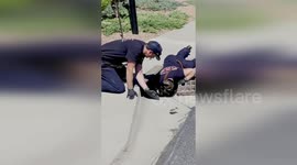 Nine trapped ducklings rescued from sewer in Colorado