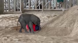 Elephant Calf Kijani Plays With Ball at Sedgwick County Zoo