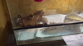 Snake found in hotel toilet gets new home in Austria