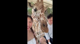 Hungry giraffe accidentally hits tourist's head with ear while eating vegetables