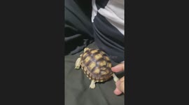 Ticklish pet turtle runs away from having his shell touched