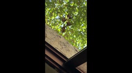 Resident amazed to see fruit bats sleeping outside her window