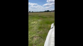 Deer Rescue with Titan the Horse