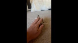 Lefty the Skunk at 8 Weeks Old