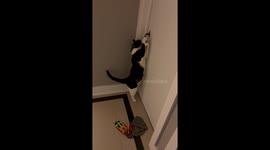 Clever Cat Opens Door To Room