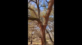 Dog Likes a Birds-Eye View