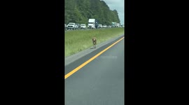 Runaway kangaroo shuts down highway in Alabama