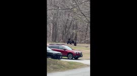 Bear Cubs Play in Connecticut Backyard