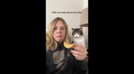 Cat Slaps Chips Away