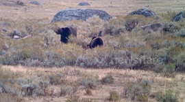 Wolf and Bears Dine at Yellowstone National Park