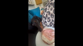 Sausage Dog Steals Slice of Ham