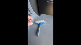 Bird Grabs Falling Dog Fur For Nest