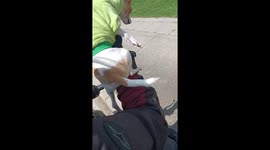 Chihuahua Races a Motorcycle